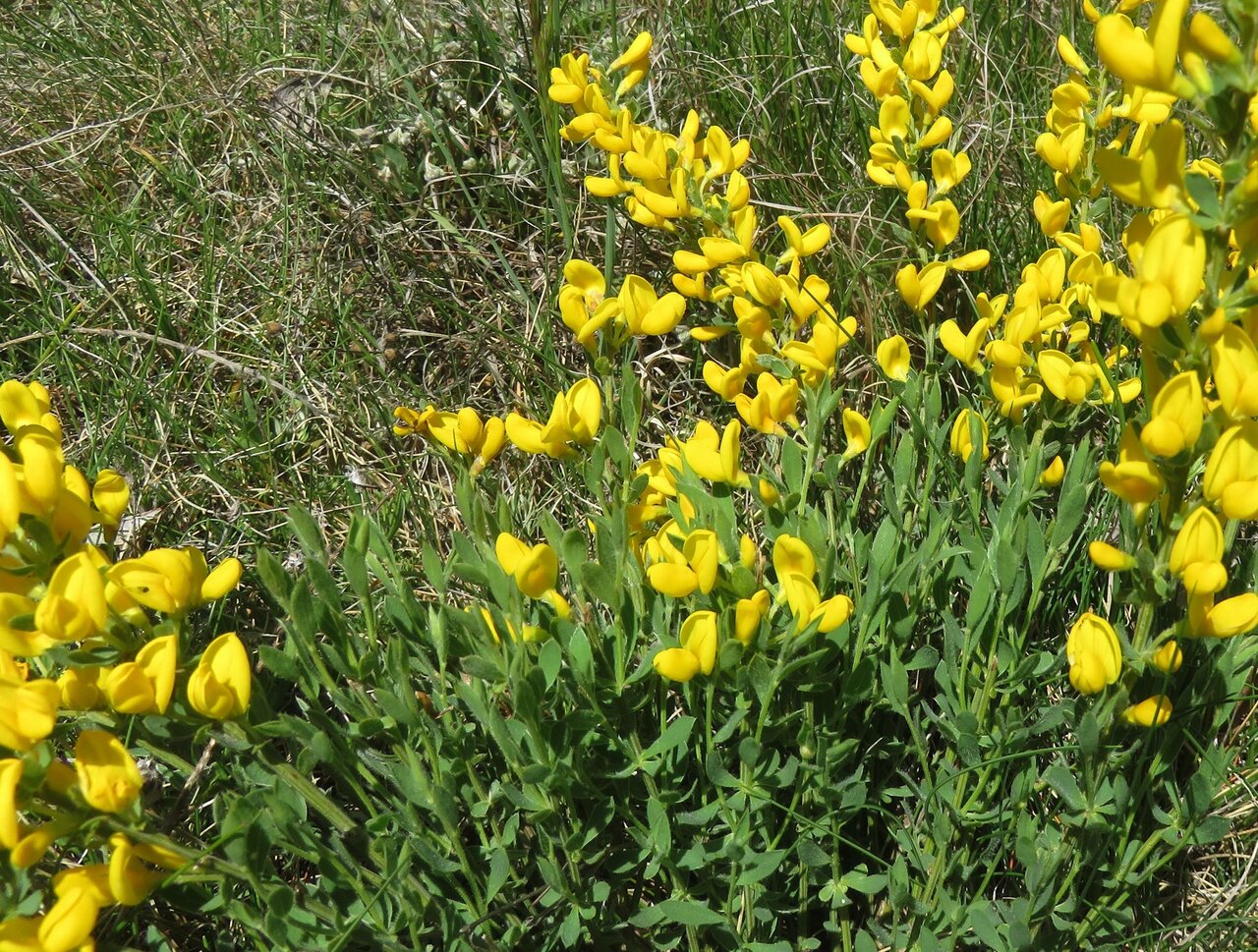 Image of Corothamnus procumbens specimen.