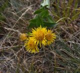 Inula aspera