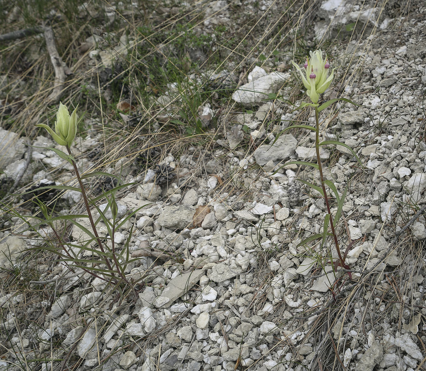 Изображение особи Castilleja pallida.