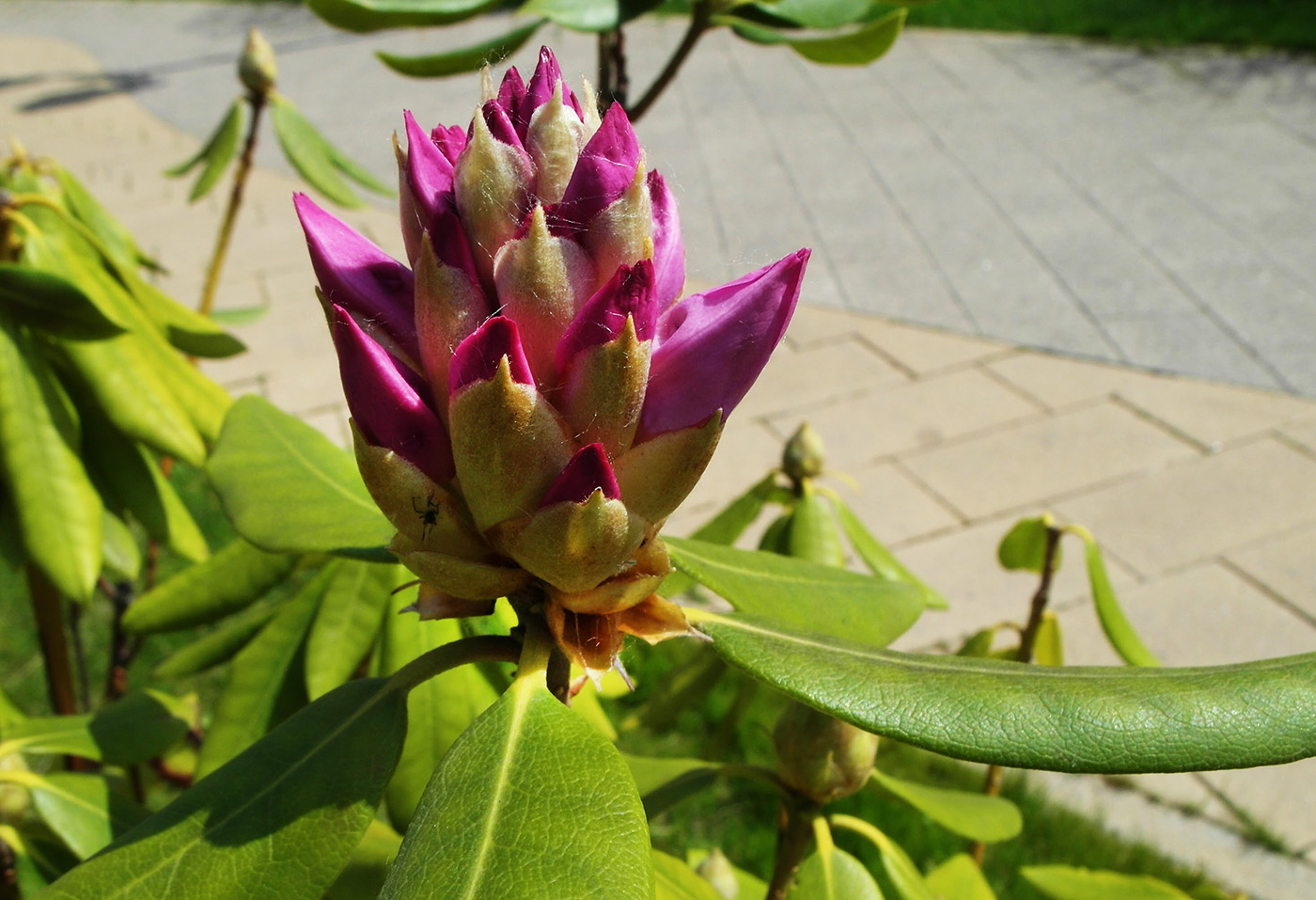 Image of genus Rhododendron specimen.