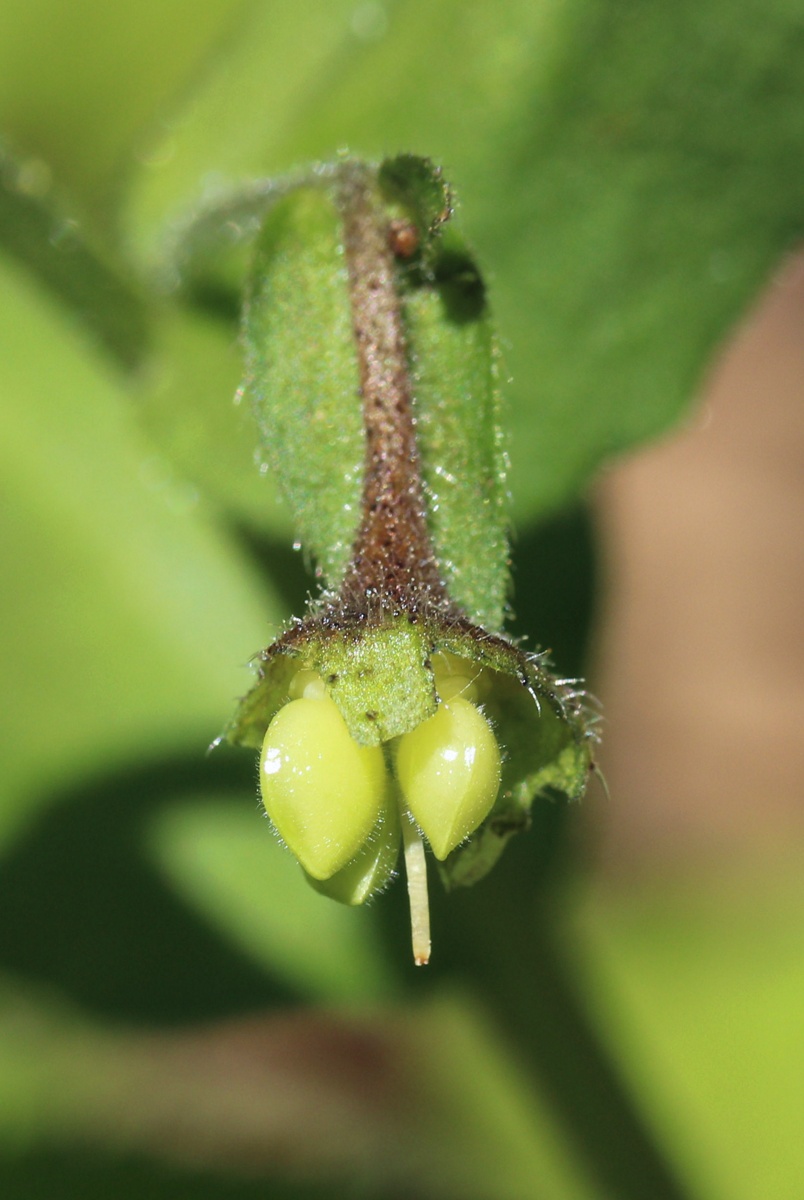 Изображение особи Pulmonaria obscura.