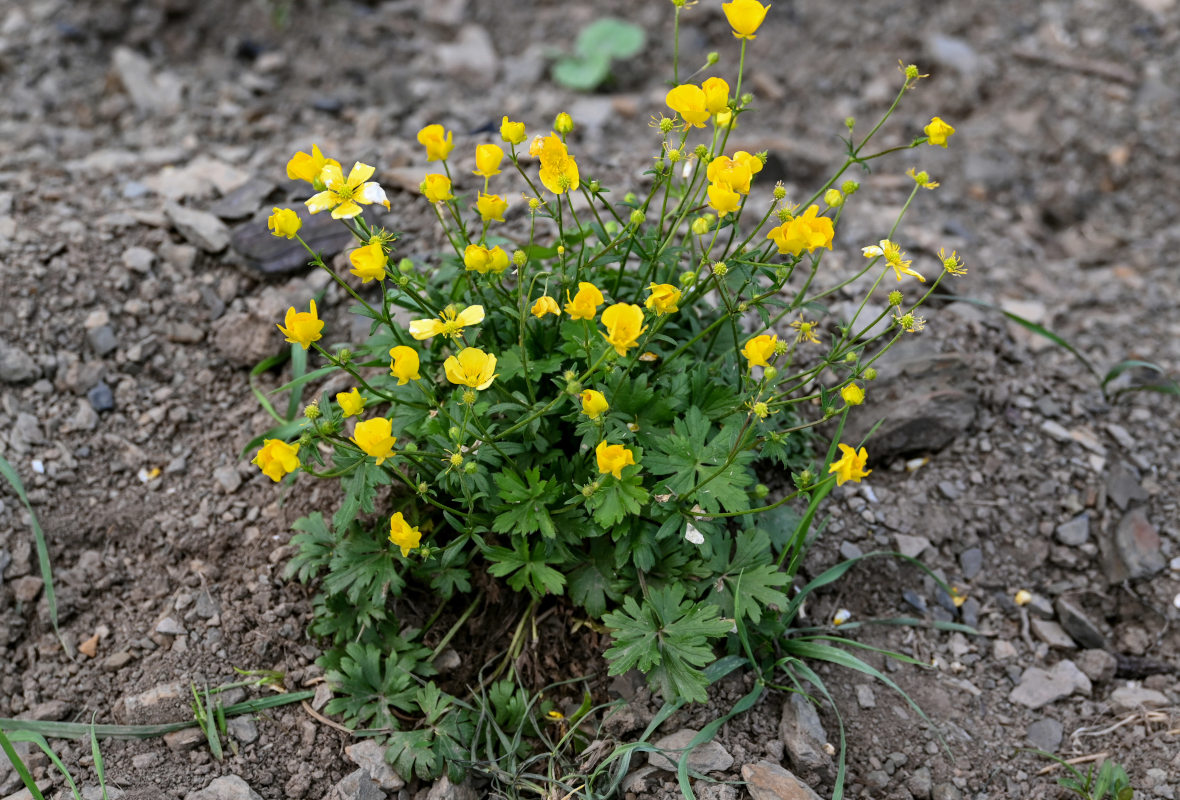 Image of Ranunculus meyerianus specimen.