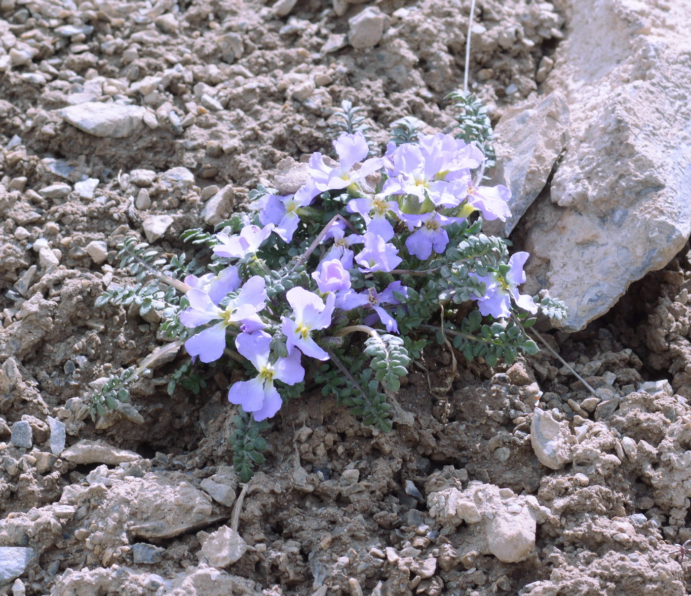 Image of Chorispora bungeana specimen.