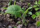 Telekia speciosa. Молодое растение. Московская обл., Раменский р-н, окр. дер. Хрипань, садовый участок. 05.05.2023.