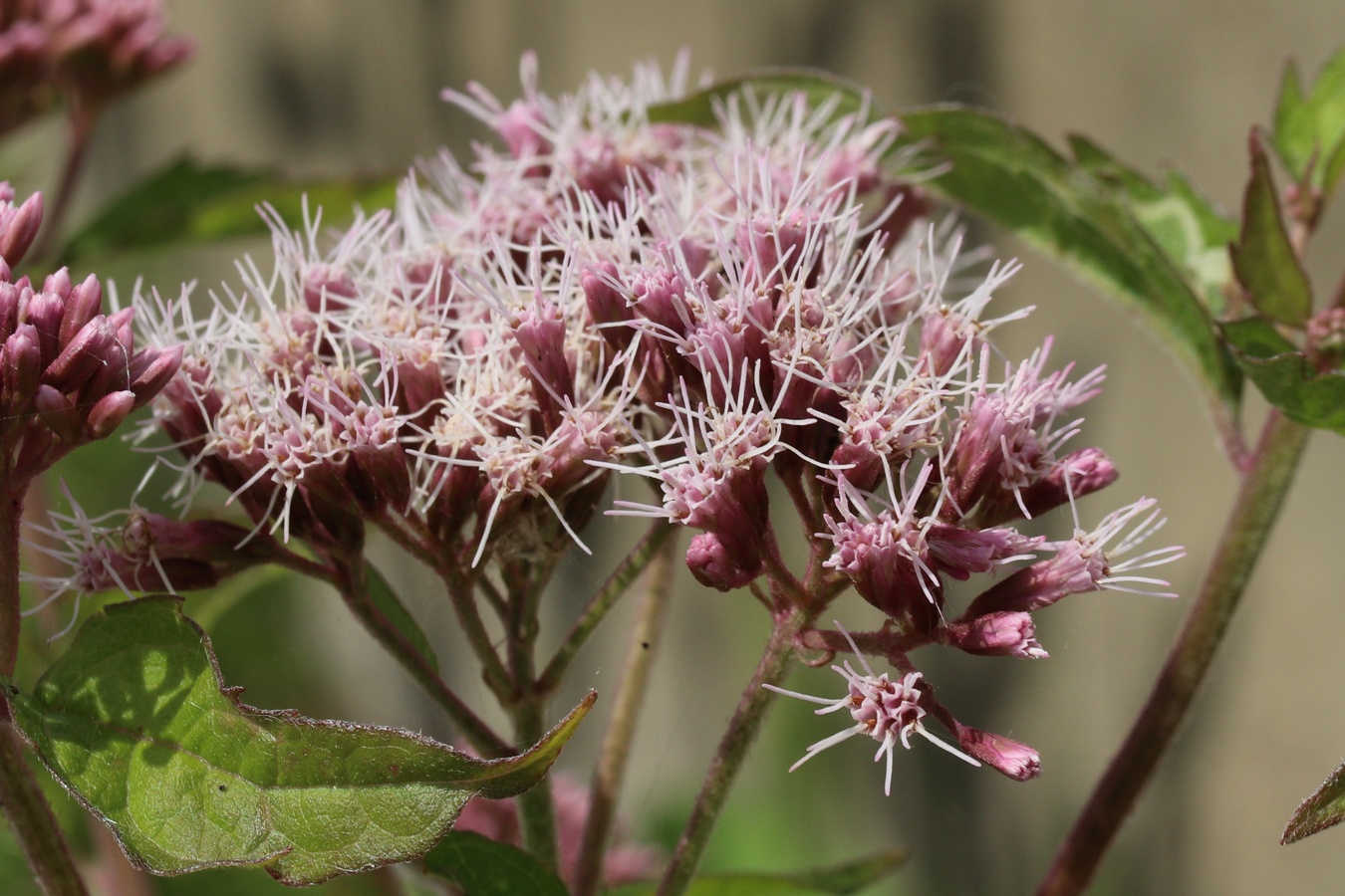 Image of Eupatorium cannabinum specimen.