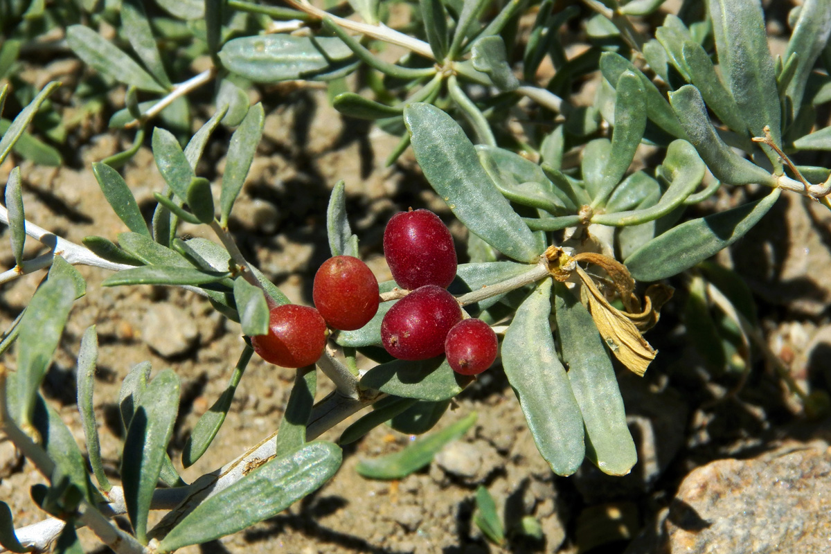 Image of Nitraria schoberi specimen.