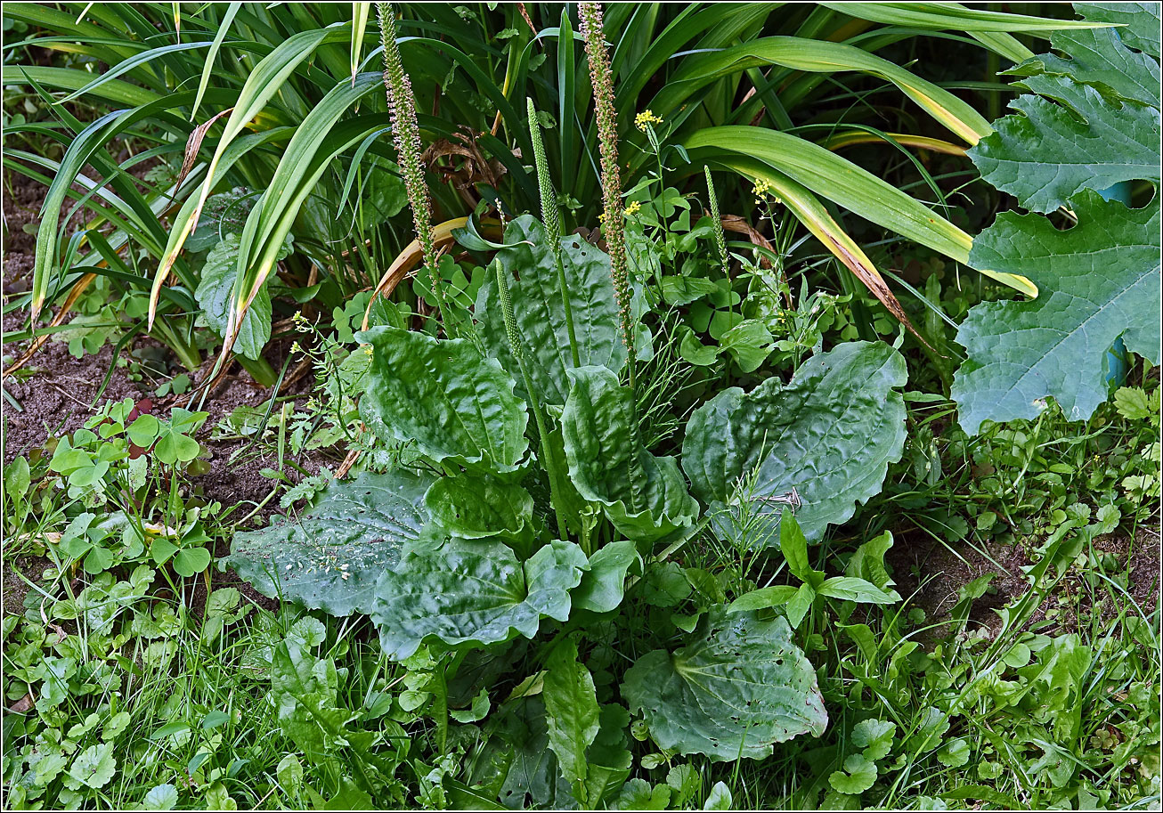 Image of Plantago major specimen.