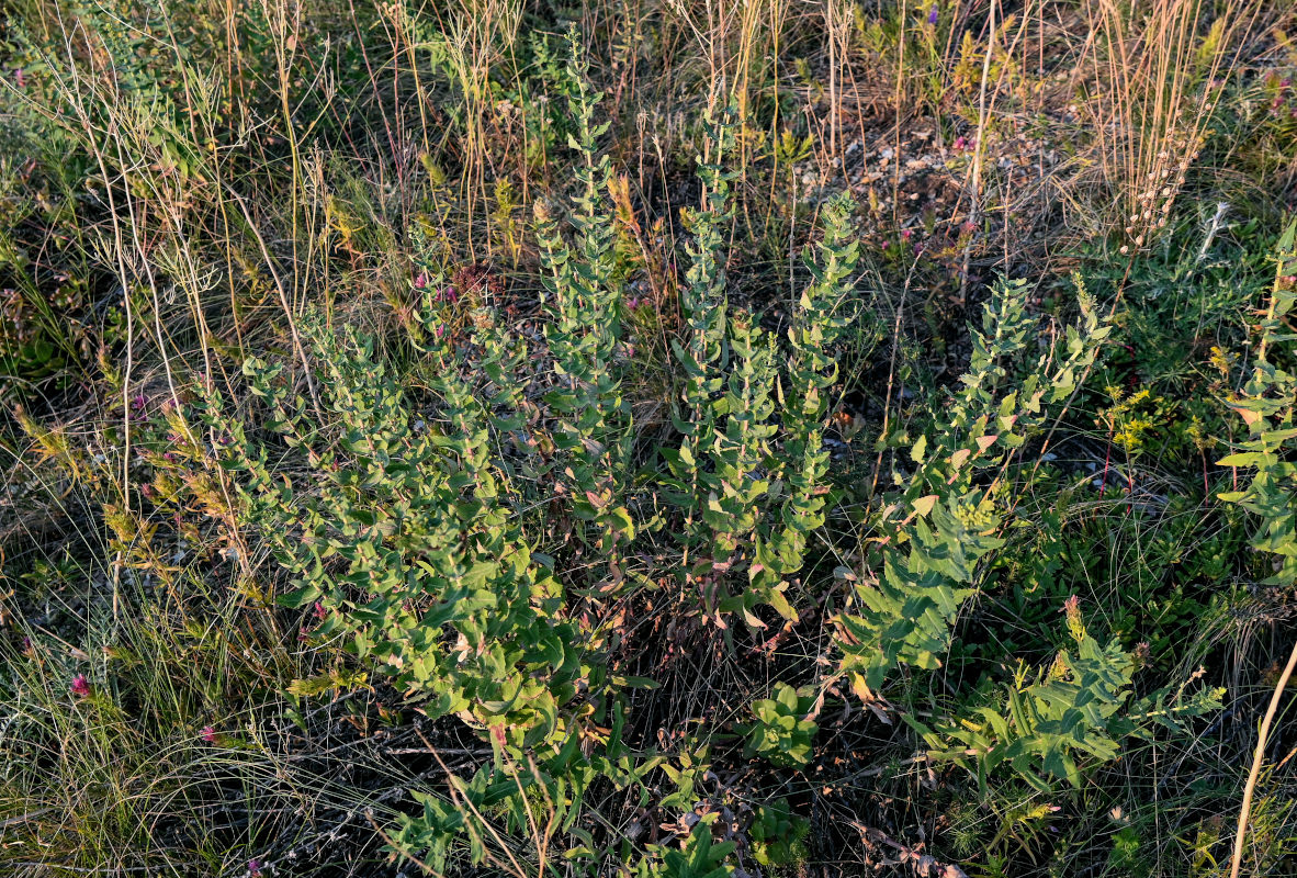 Image of Hieracium virosum specimen.