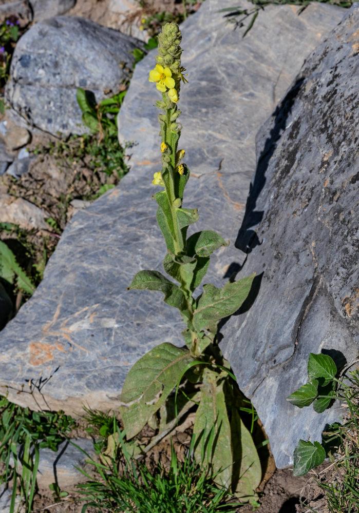 Image of Verbascum thapsus specimen.