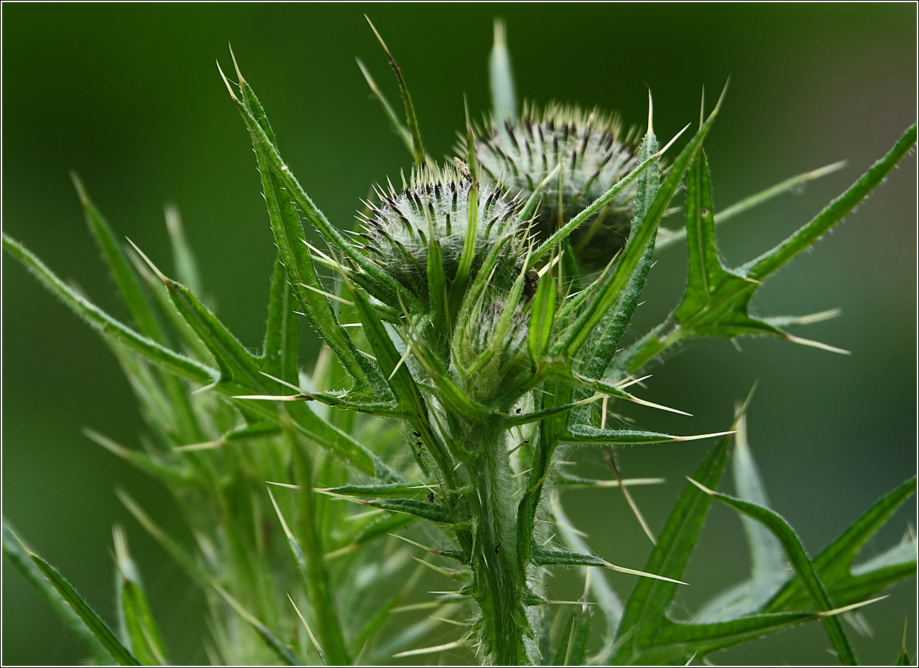 Image of Cirsium vulgare specimen.