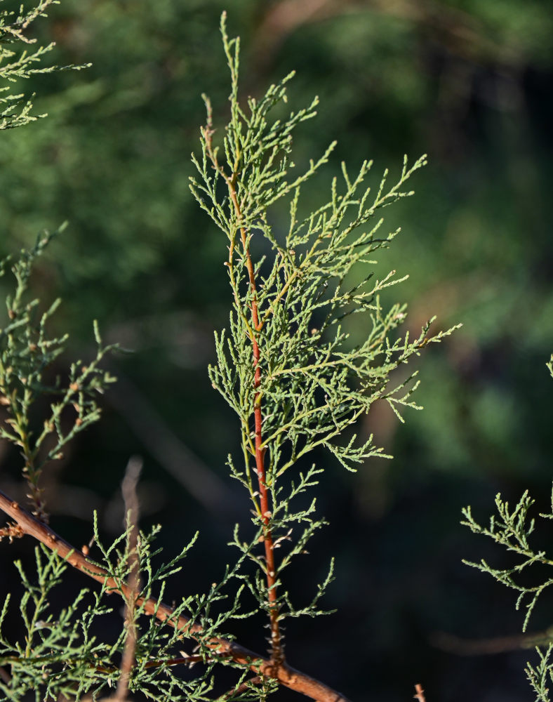 Image of genus Tamarix specimen.