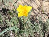 Смотреть изображение Tulipa kolpakowskiana