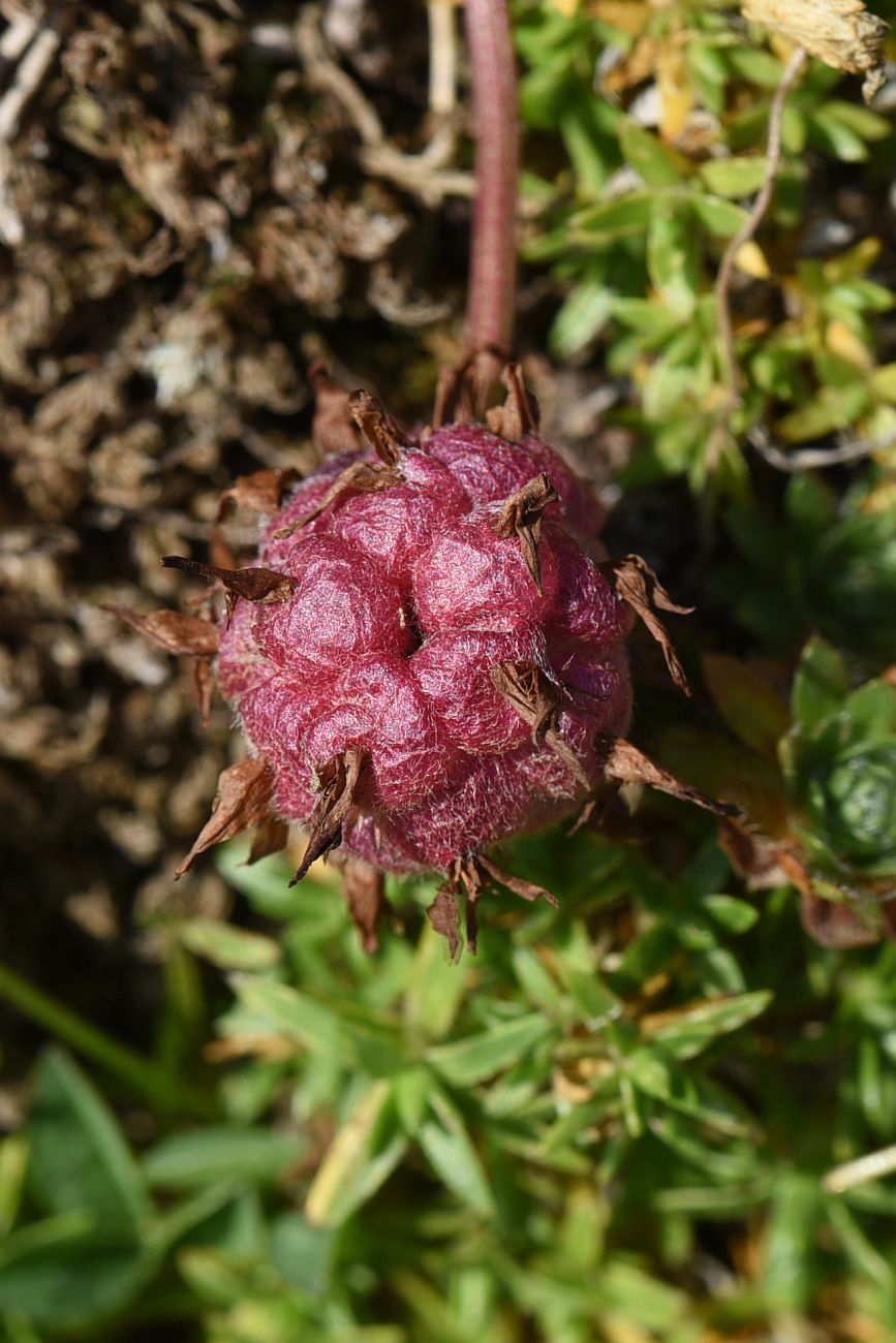 Изображение особи Trifolium raddeanum.