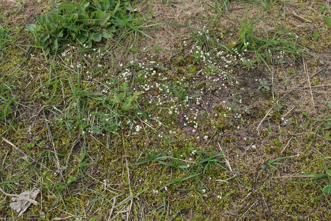 Изображение особи Erophila verna.