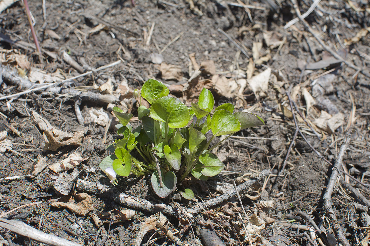 Изображение особи Viola sacchalinensis.