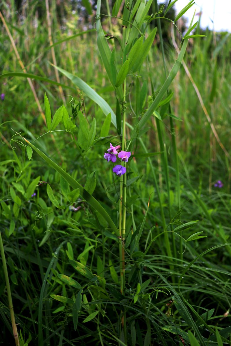 Image of Lathyrus palustris specimen.