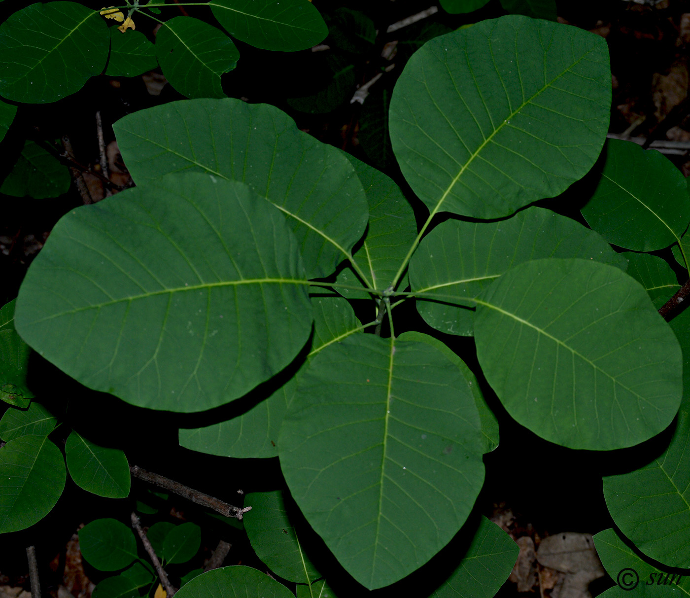 Image of Cotinus coggygria specimen.