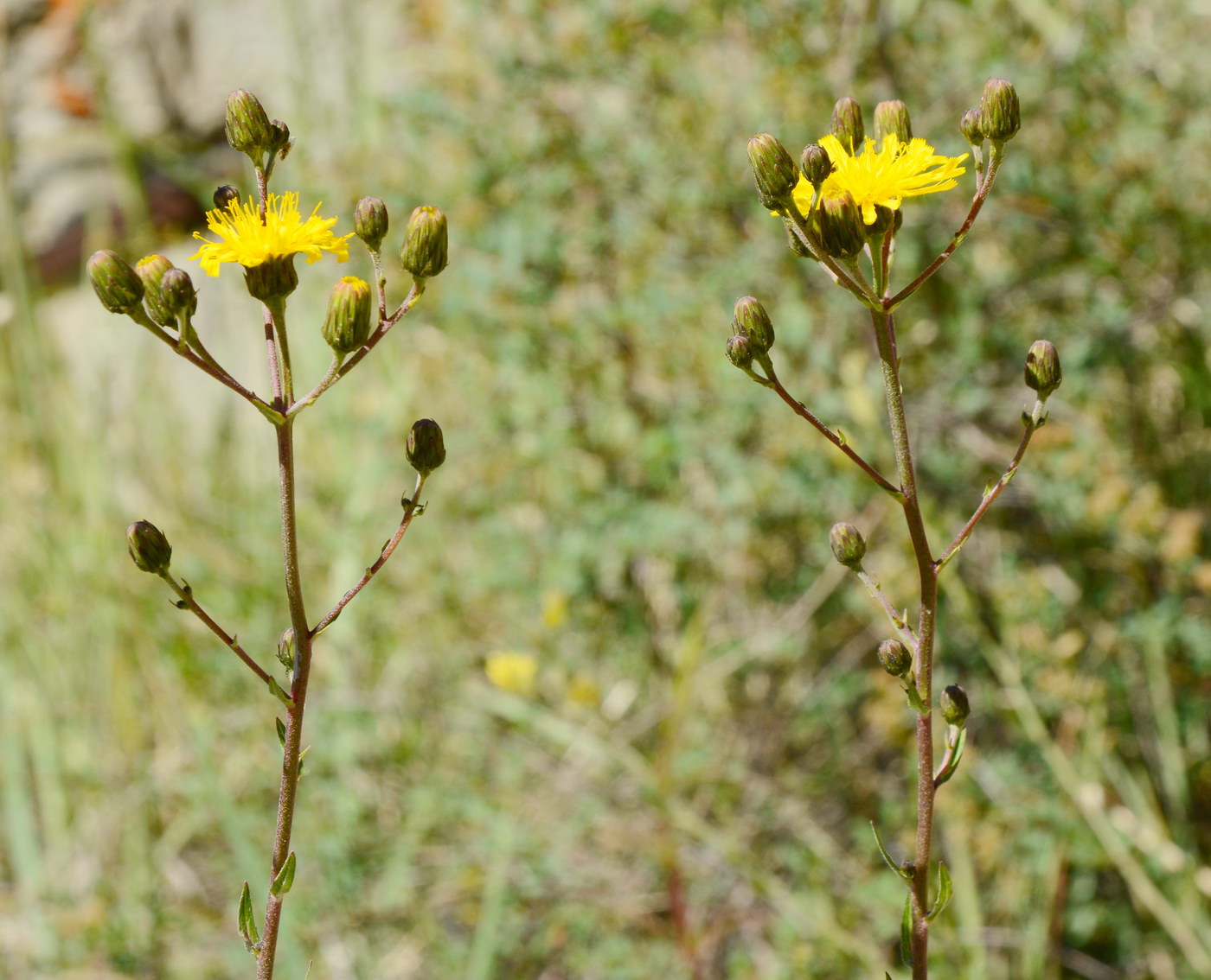 Изображение особи род Hieracium.