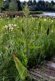 Rumex aquaticus. Верхушка цветущего растения в сообществе с Typha latifolia, Equisetum fluviatile и Carex. Вологодская обл., Кирилловский р-н, побережье оз. Ильинское, у воды. 12.07.2024.