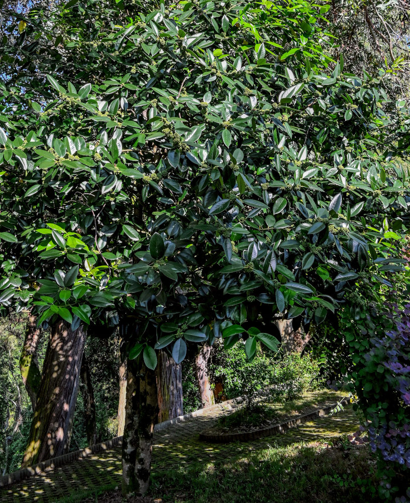 Image of Ilex latifolia specimen.