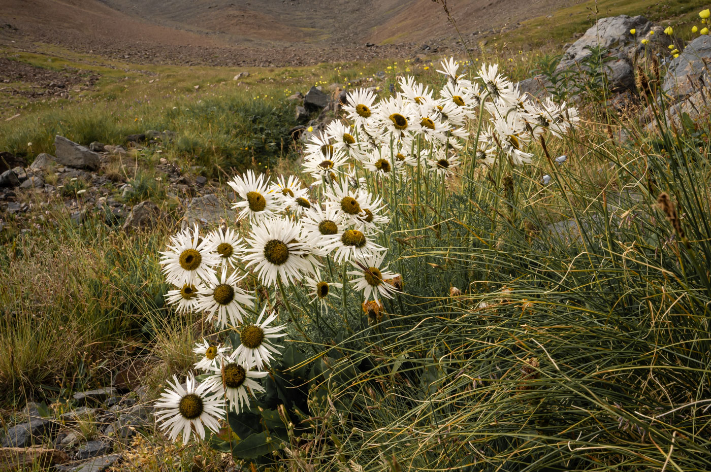 Изображение особи Pyrethrum pulchrum.