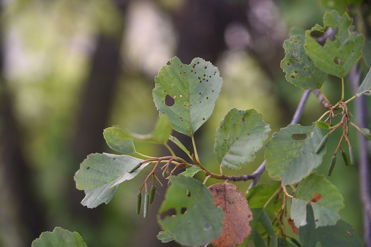 Image of Alnus glutinosa specimen.