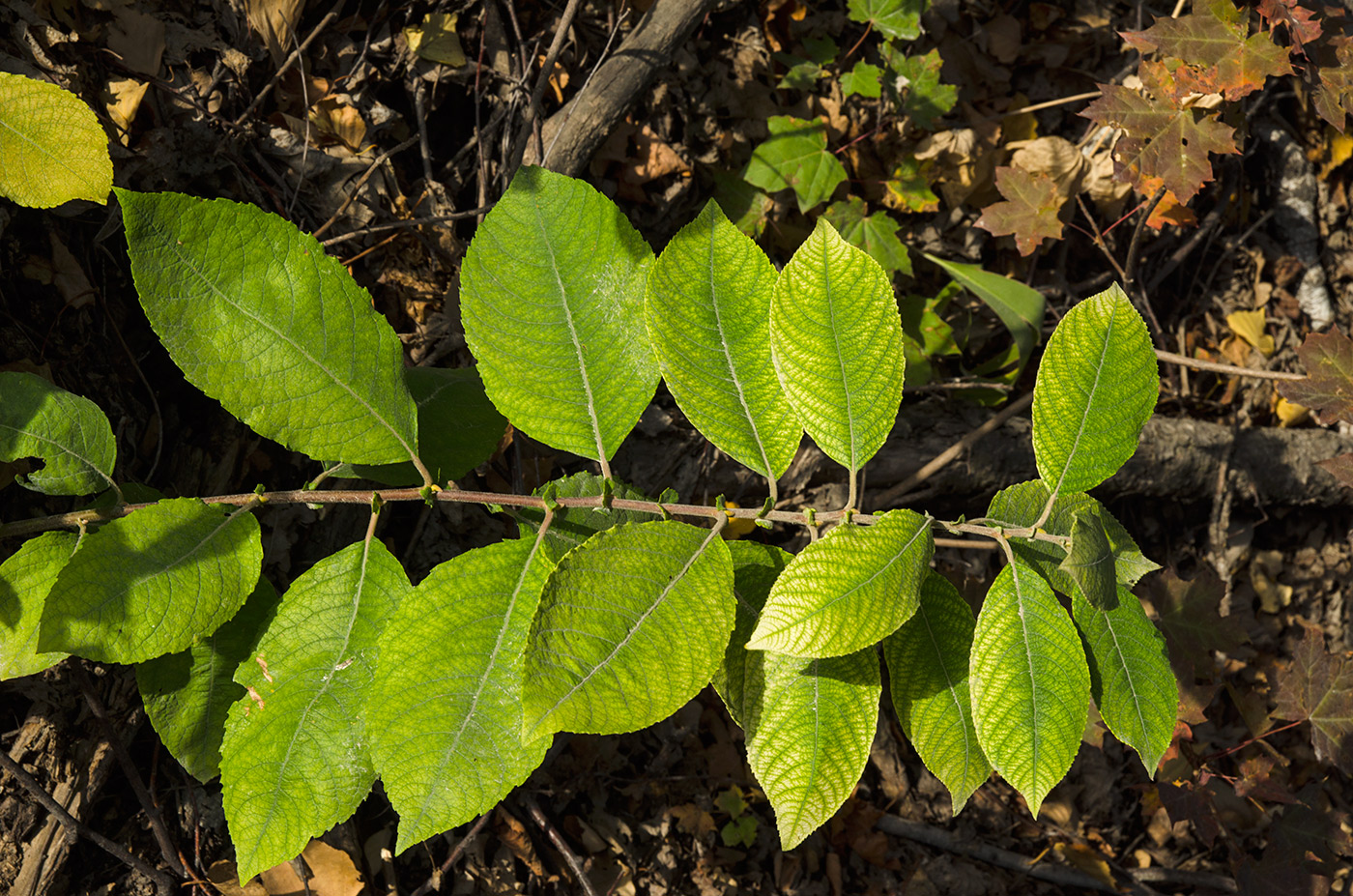 Image of genus Salix specimen.