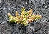 genus Sedum. Вегетирующее растение. ФРГ, земля Баден-Вюртемберг, окр. г. Баден-Баден, стена замка Хоэнбаден Июль.