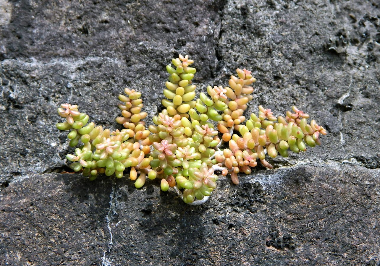 Изображение особи род Sedum.