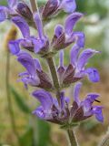 Salvia nemorosa. Часть соцветия. Крым, Южный Берег, окр. пос. Сотера, обочина трассы Р29. 26.05.2024.