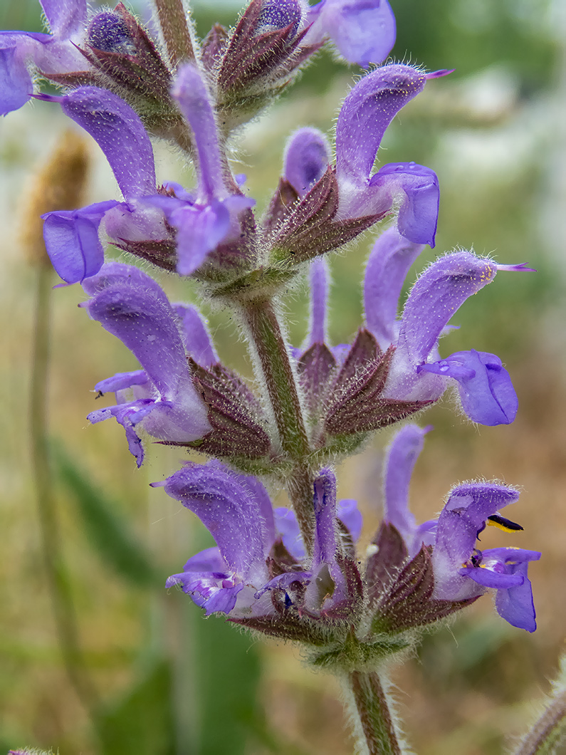 Изображение особи Salvia nemorosa.