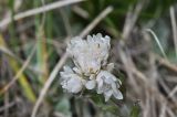 Antennaria caucasica. Соцветие. Кабардино-Балкария, Эльбрусский р-н, южный склон Эльбруса, отрог между р. Терскол и р. Гарабаши, выс. ок. 2920 м н.у.м., тропа работников обсерватории, последняя площадка перед взлётом на пик Терскол, альпийский луг. 10 июня 2018 г.