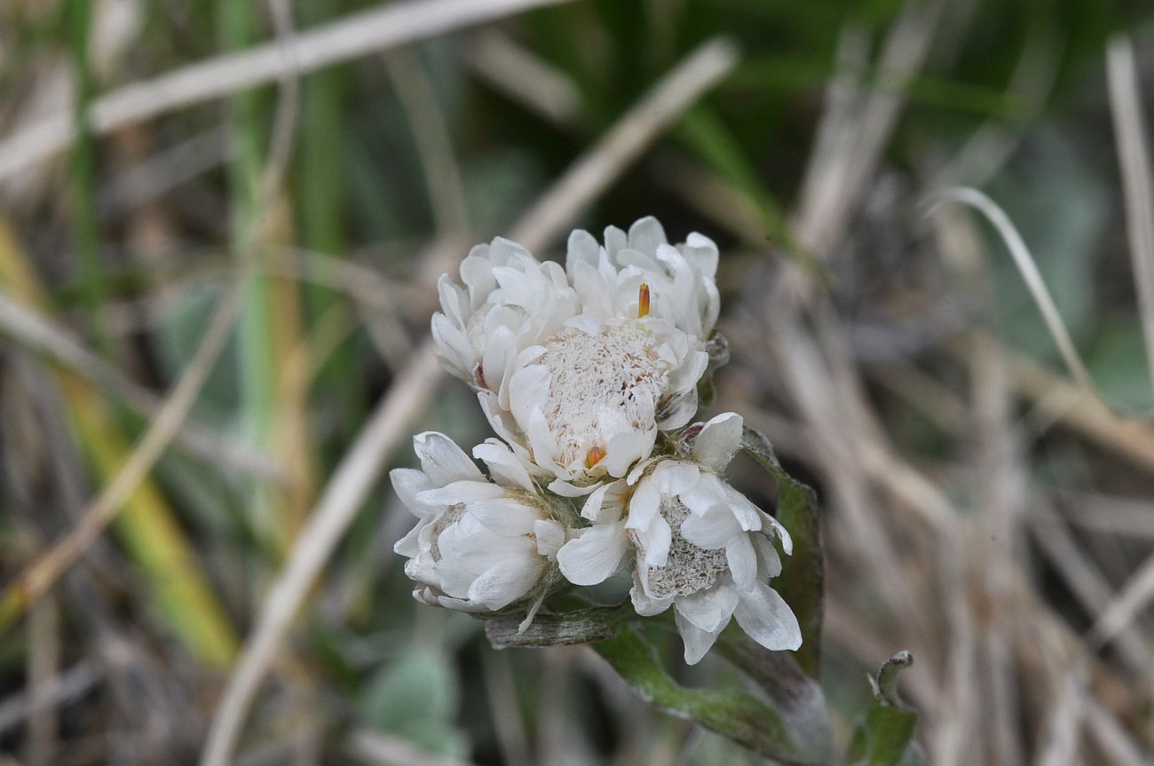 Image of Antennaria caucasica specimen.