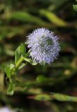 Globularia bisnagarica. Соцветие. Томская обл., г. Томск, Сибирский ботанический сад Томского государственного университета, в культуре. 15.06.2024.