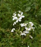 Hesperis voronovii. Верхушки соцветий. Чечня, Шаройский р-н, дол. р. Цесиахк, 400 м ниже водопада Цеси. 29 июня 2024 г.