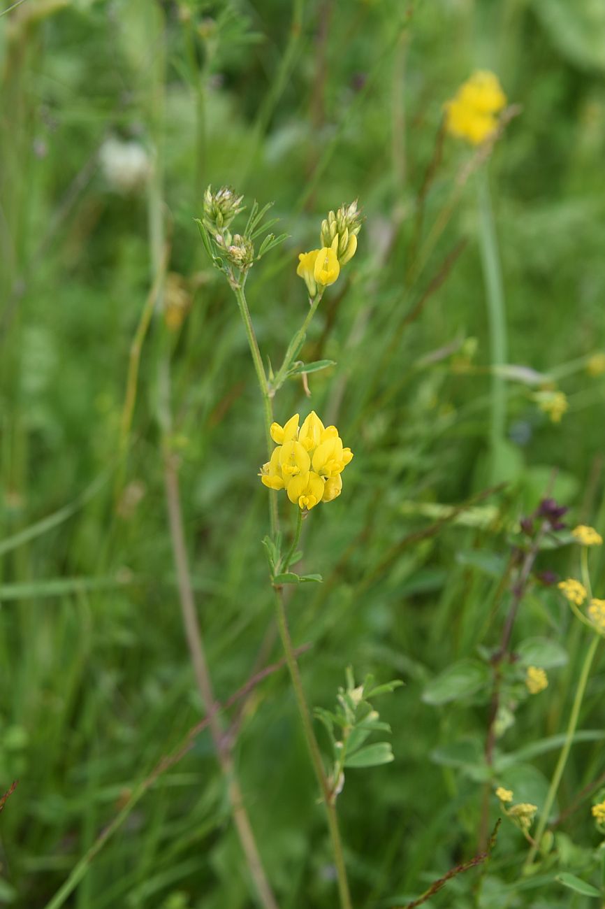 Image of Medicago vardanis specimen.