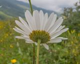 Leucanthemum vulgare. Верхушка побега с соцветием. Кабардино-Балкария, Черекский р-н, окр. с/п Верхняя Балкария, правый борт долины р. Хашхасу, ≈ 2000 м н.у.м., луг на приречной террасе. 29.07.2024.