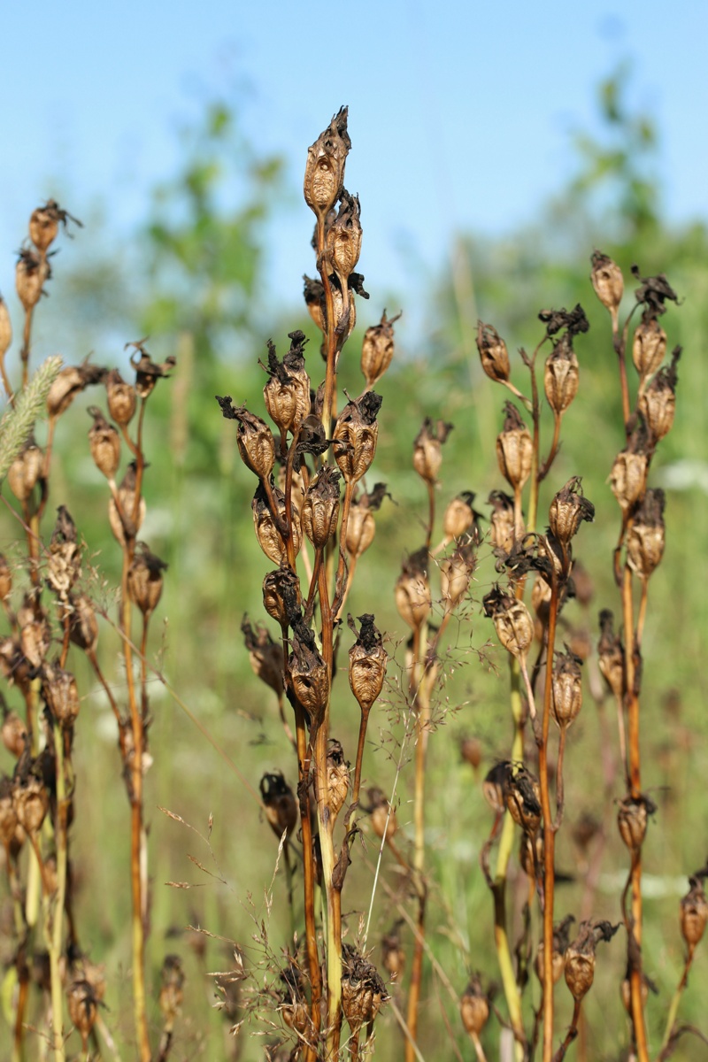 Image of Campanula persicifolia specimen.