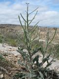 Matthiola robusta