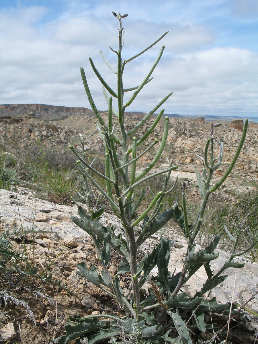 Image of Matthiola robusta specimen.