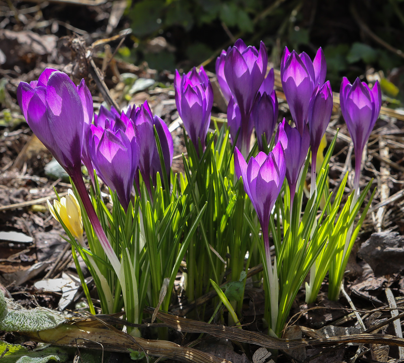 Image of Crocus vernus specimen.