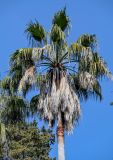 View full-size image Washingtonia filifera