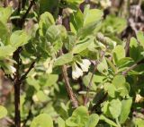 Смотреть изображение Lonicera baltica