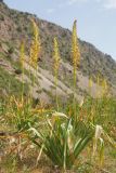 View full-size image Eremurus fuscus