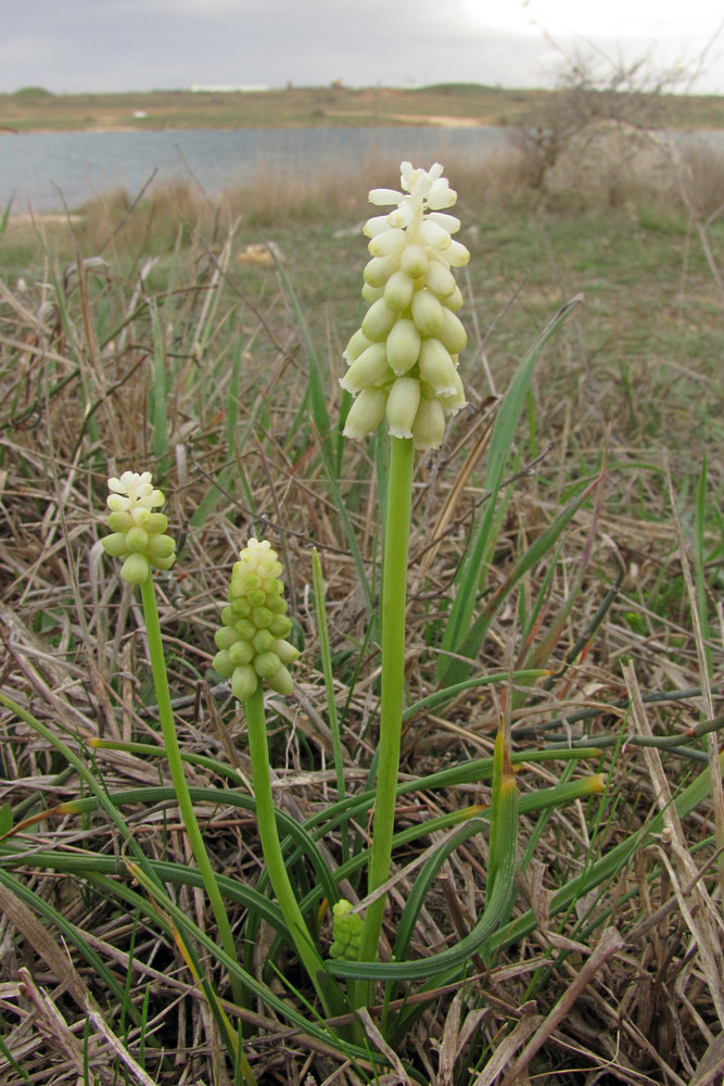 Изображение особи Muscari neglectum.