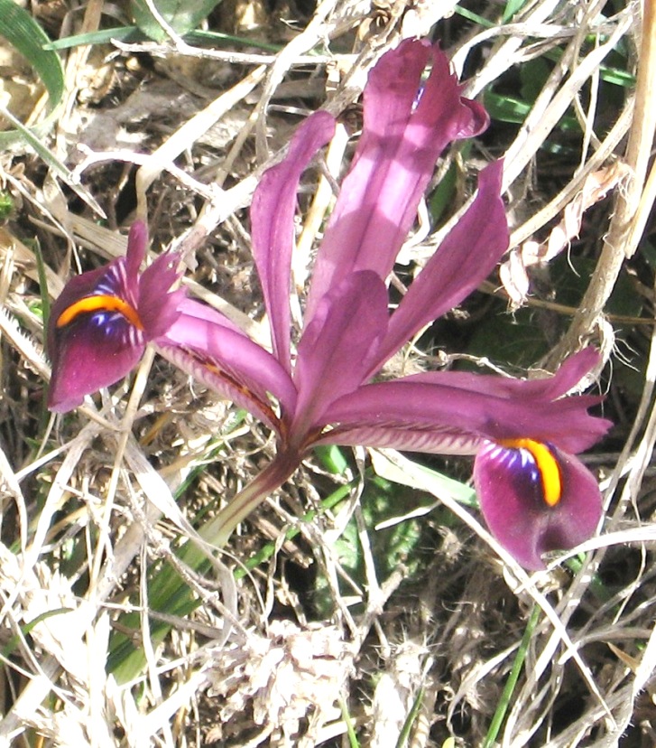 Изображение особи Iridodictyum reticulatum.