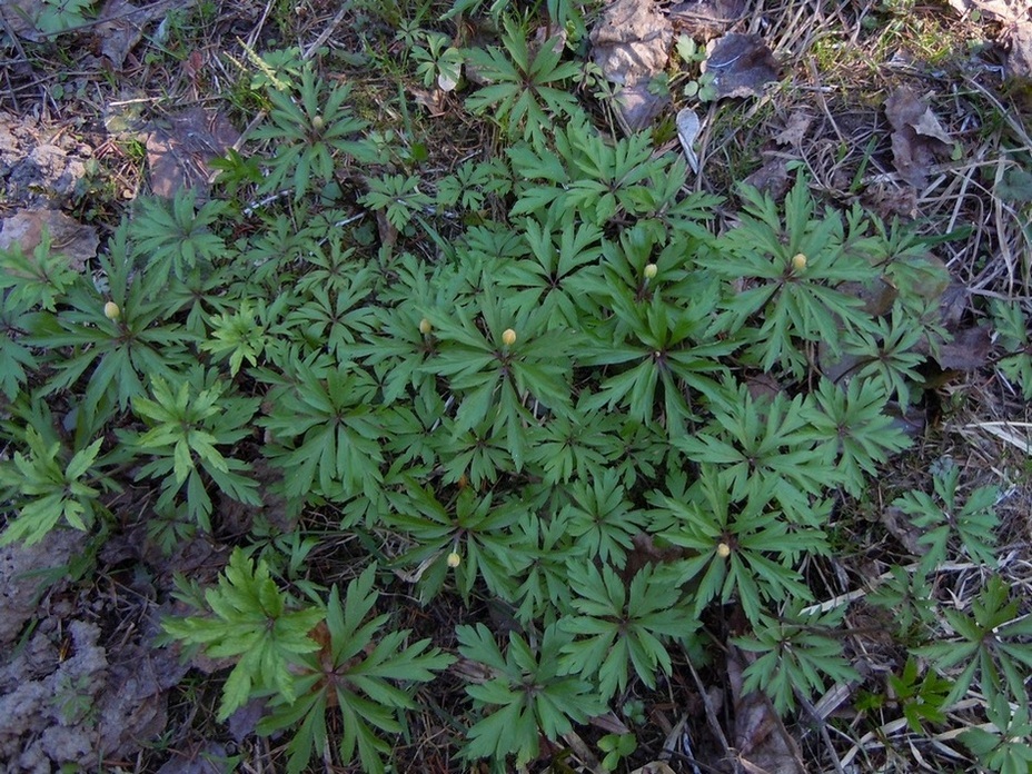 Image of Anemone ranunculoides specimen.