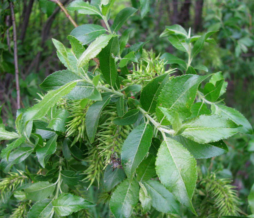 Image of Salix myrsinifolia specimen.