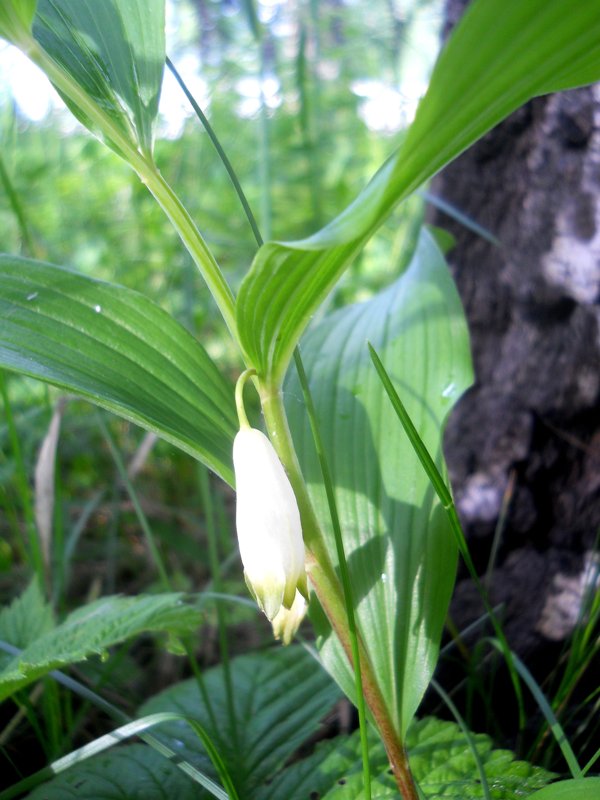 Изображение особи Polygonatum odoratum.