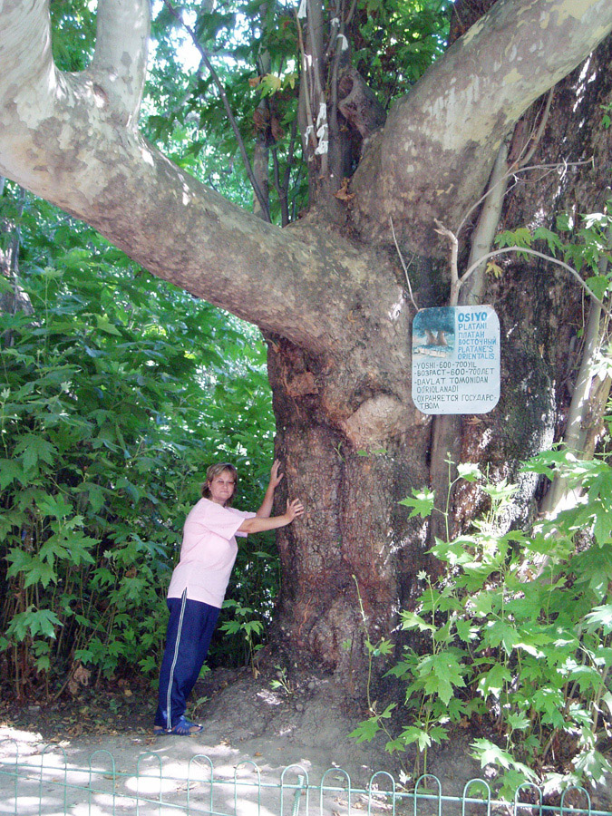 Изображение особи Platanus orientalis.